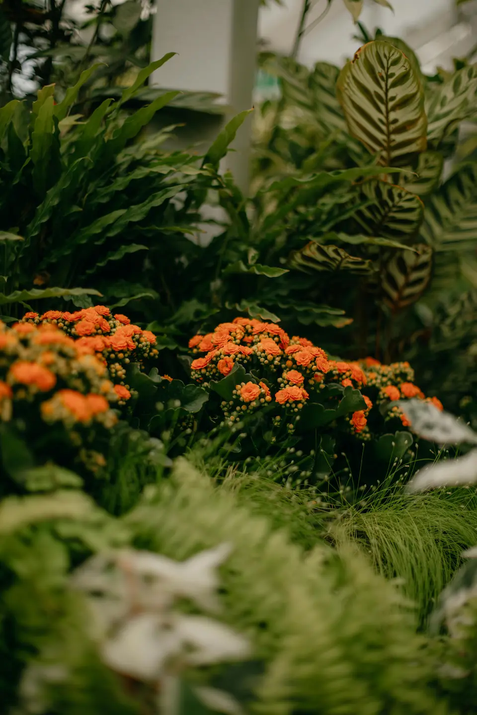 Illustration de jardin