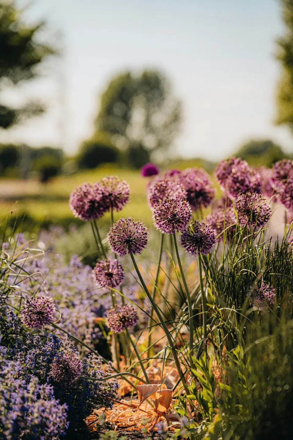 Retrait de plantes en magasin