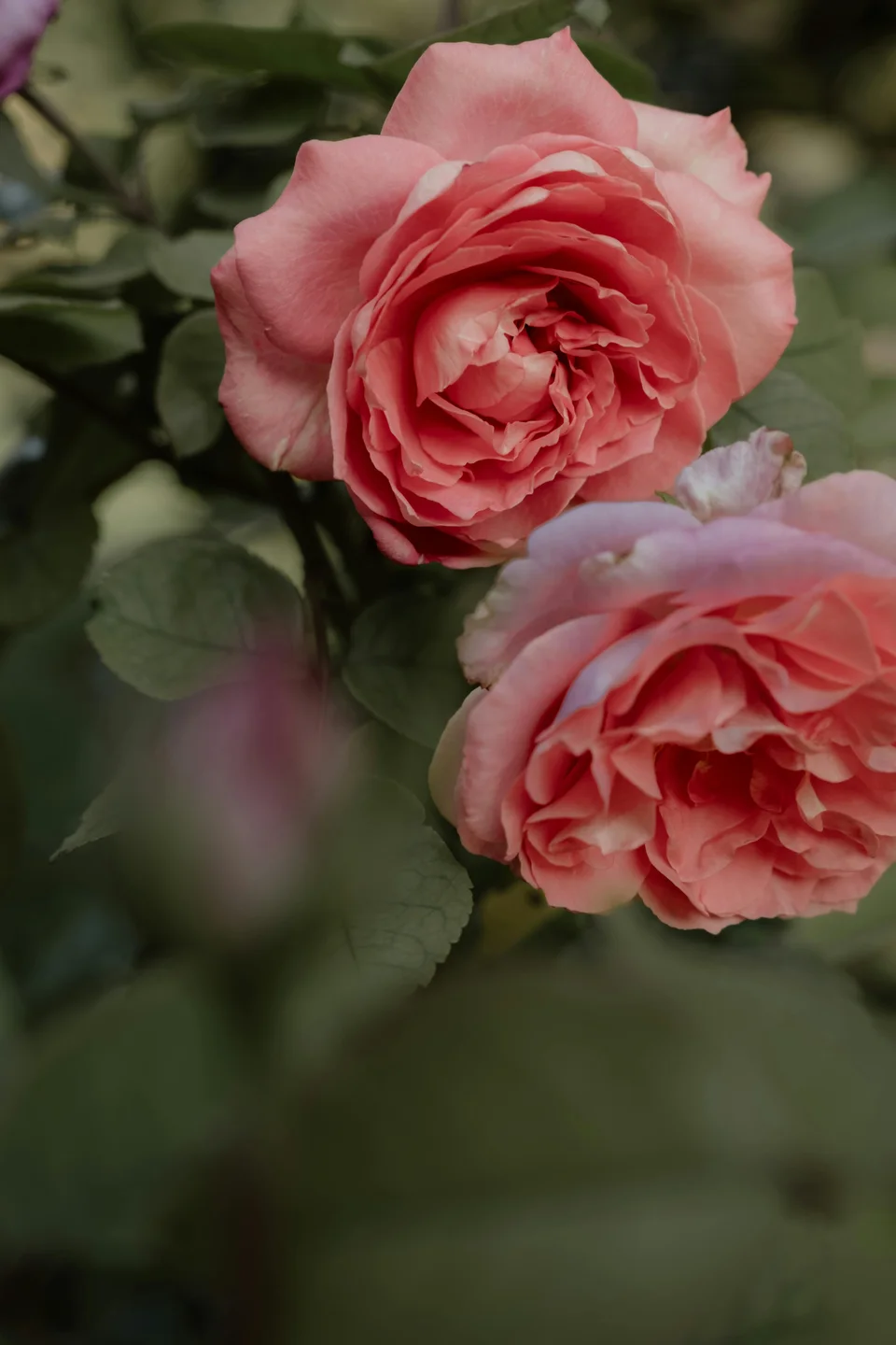 Retrait de plantes en magasin