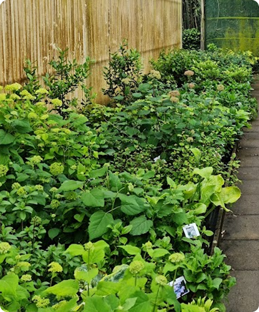 Photo de plantes