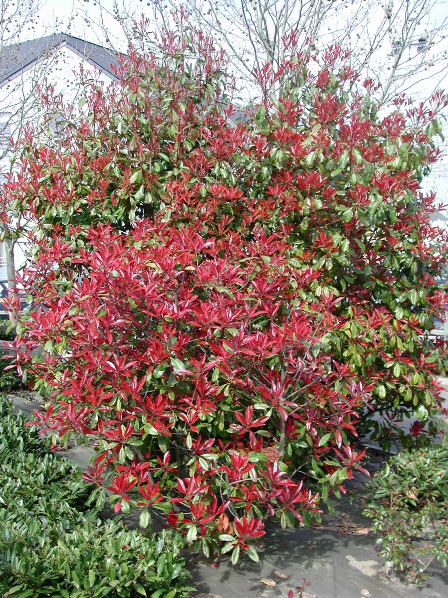 Photinia 'Carré Rouge'