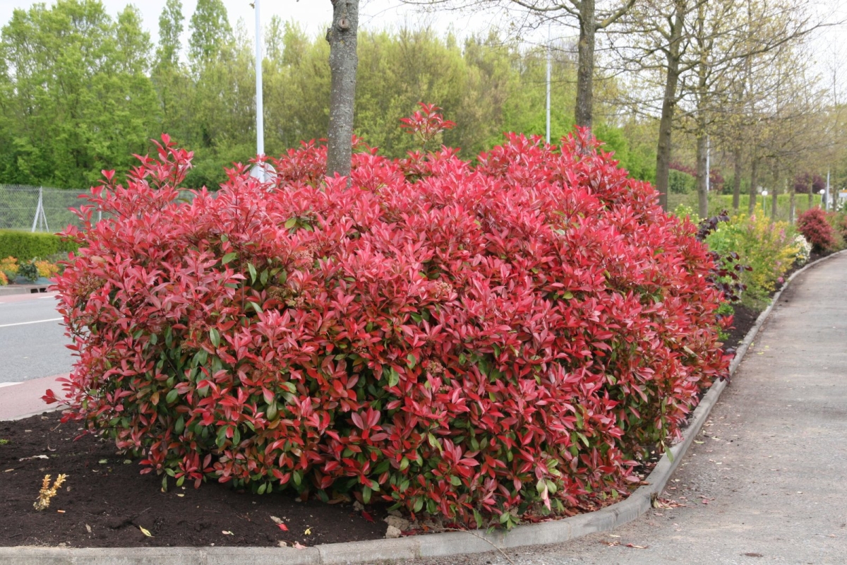 Photinia 'Carré Rouge'