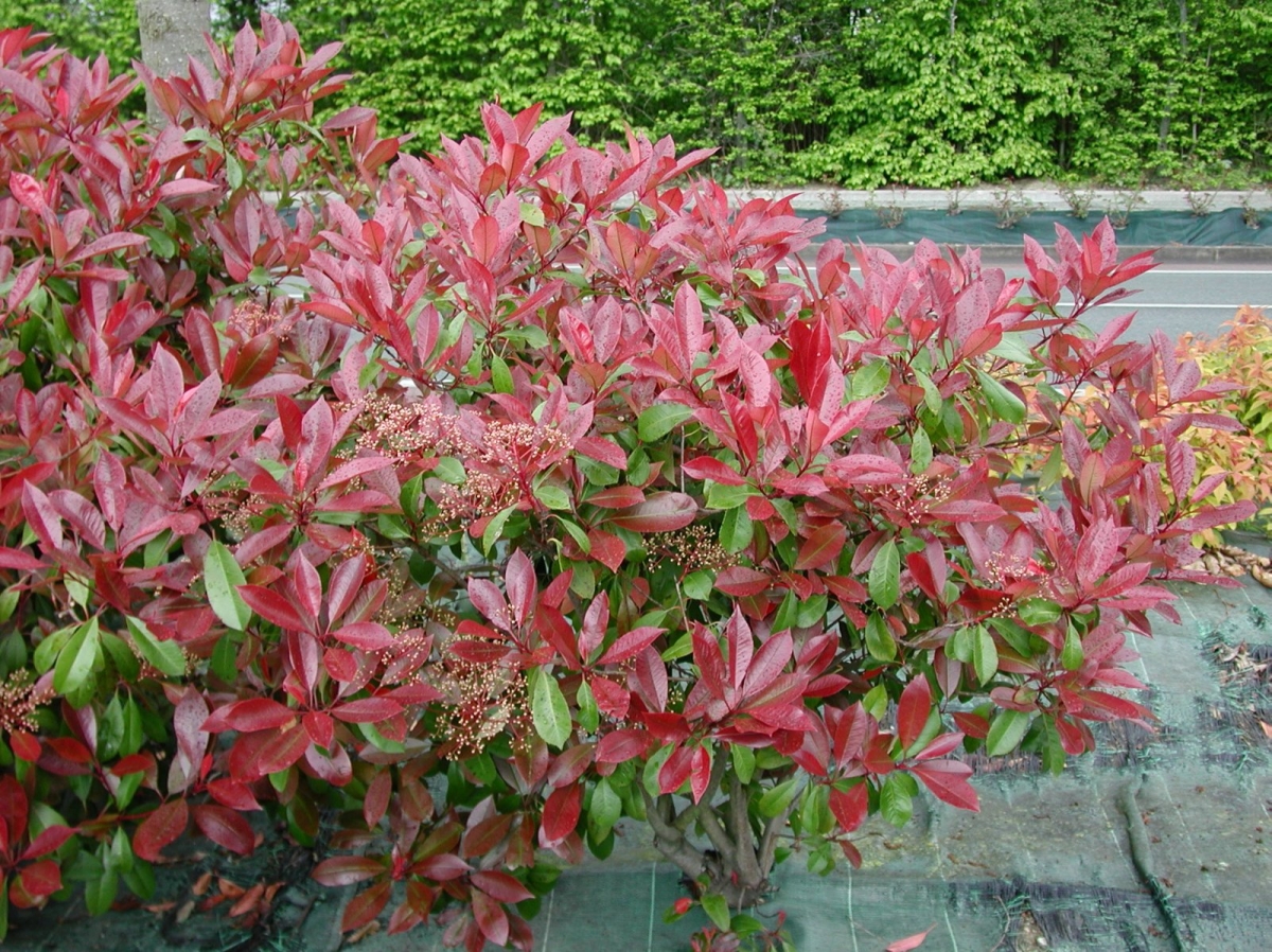 Photinia 'Carré Rouge'