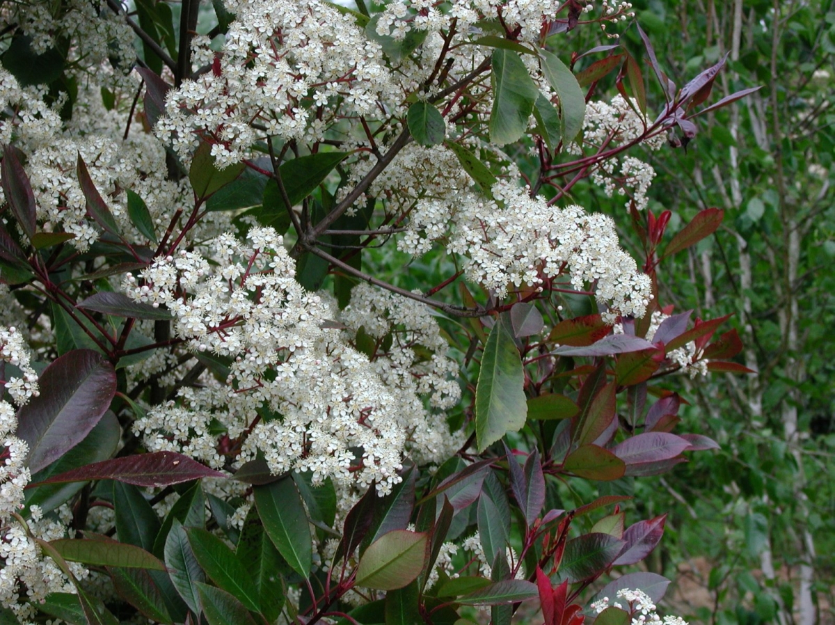 Photinia 'Carré Rouge'