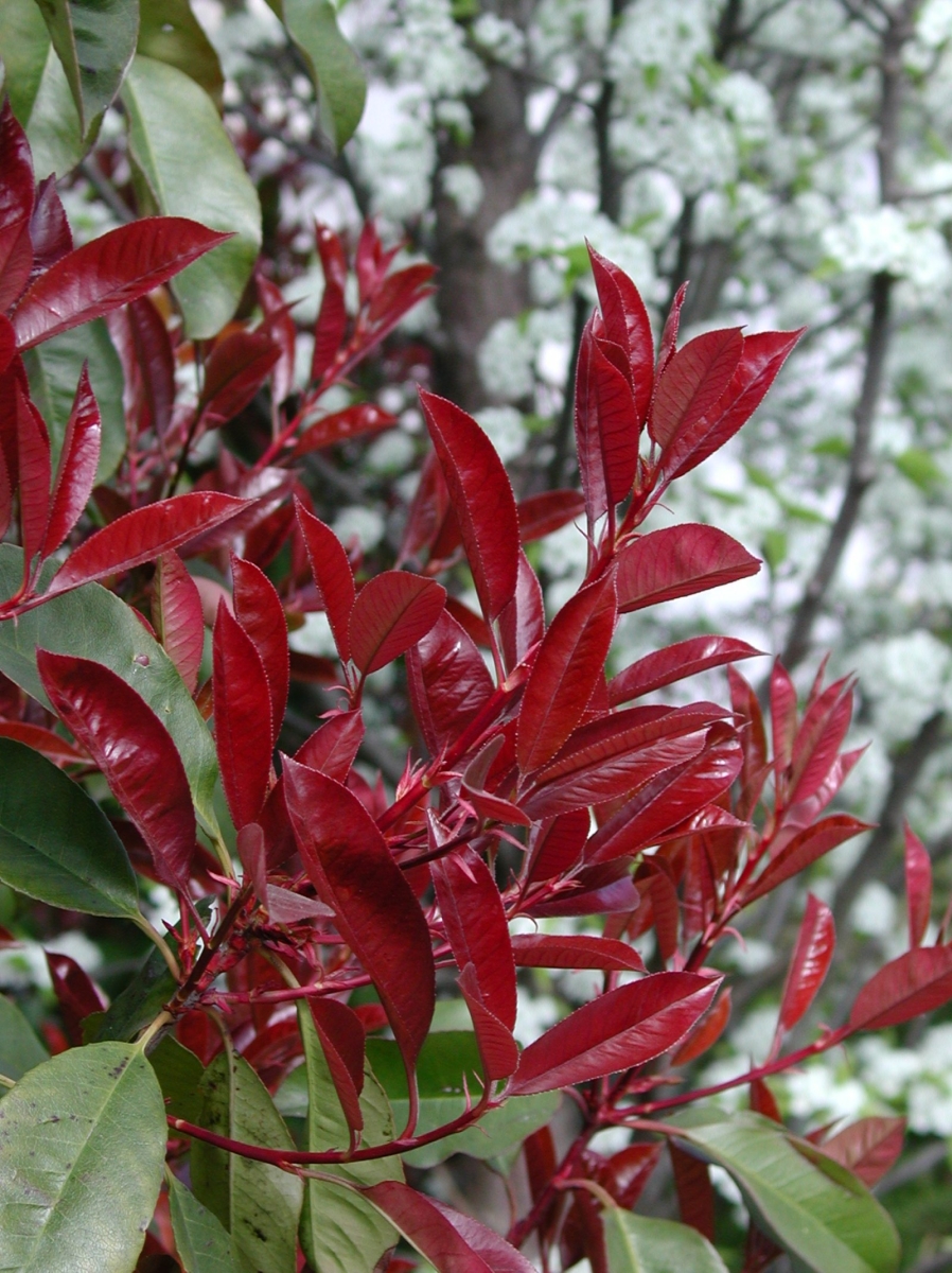 Photinia 'Carré Rouge'