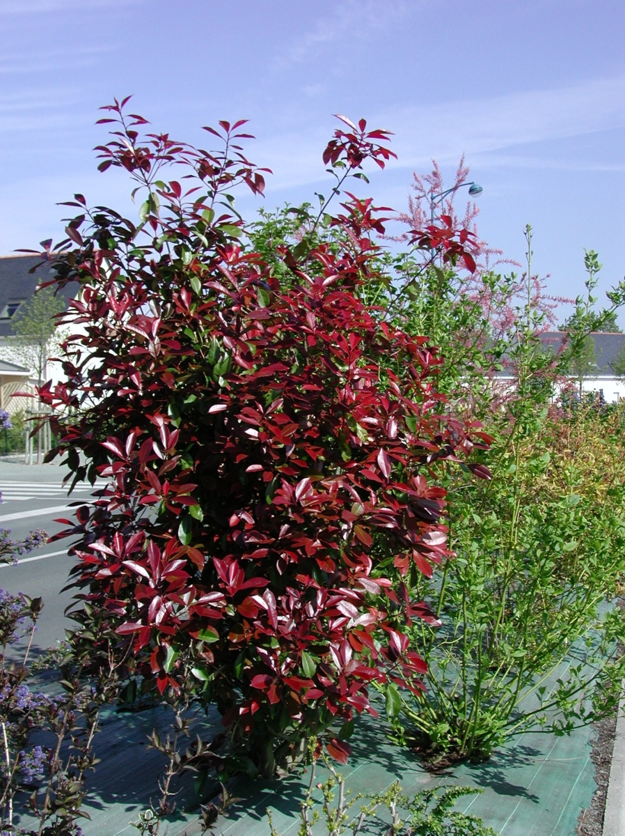 Photinia 'Carré Rouge'