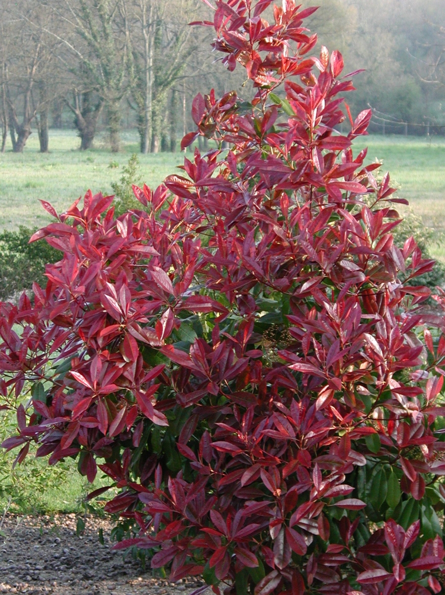 Photinia 'Carré Rouge'