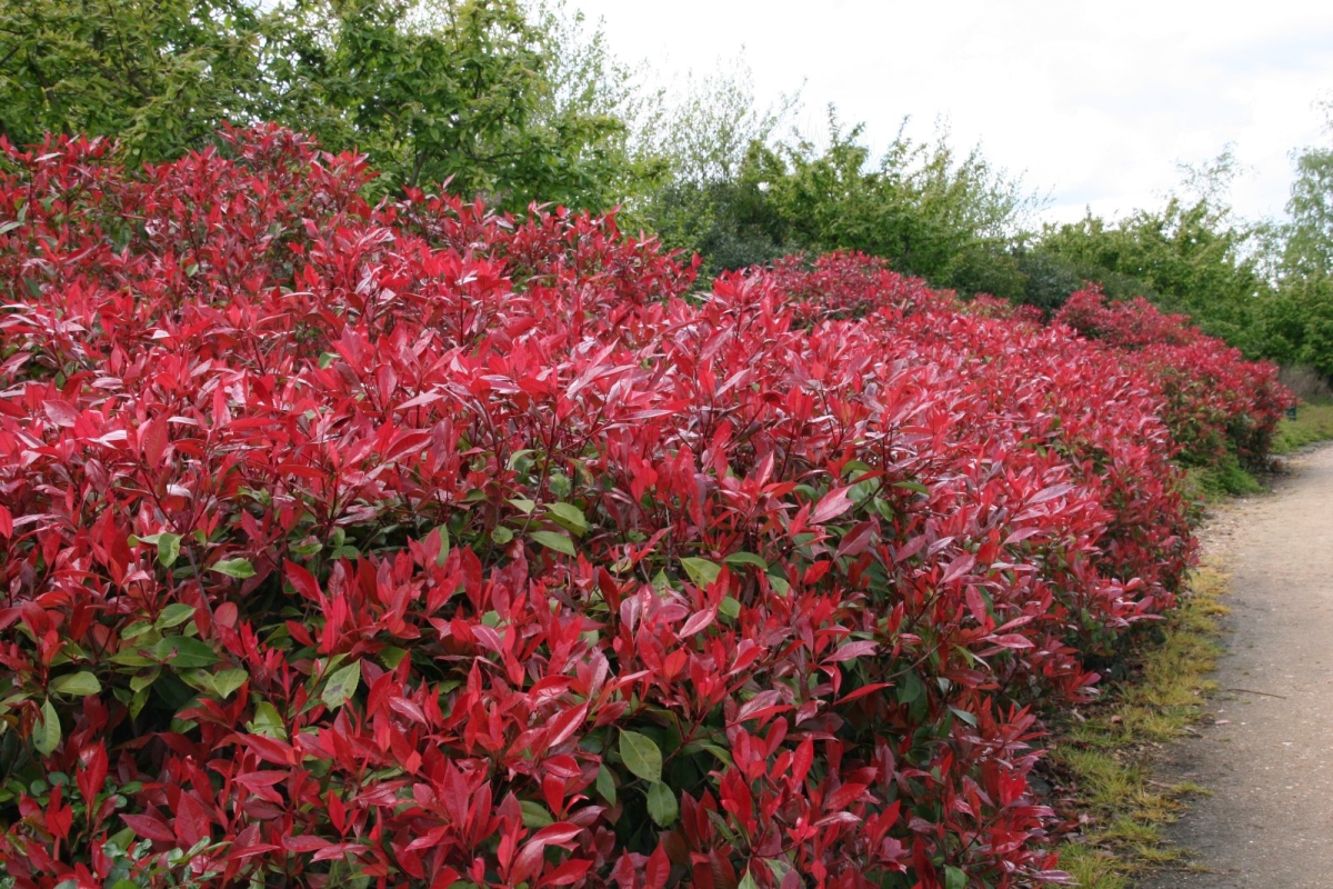 Photinia 'Carré Rouge'