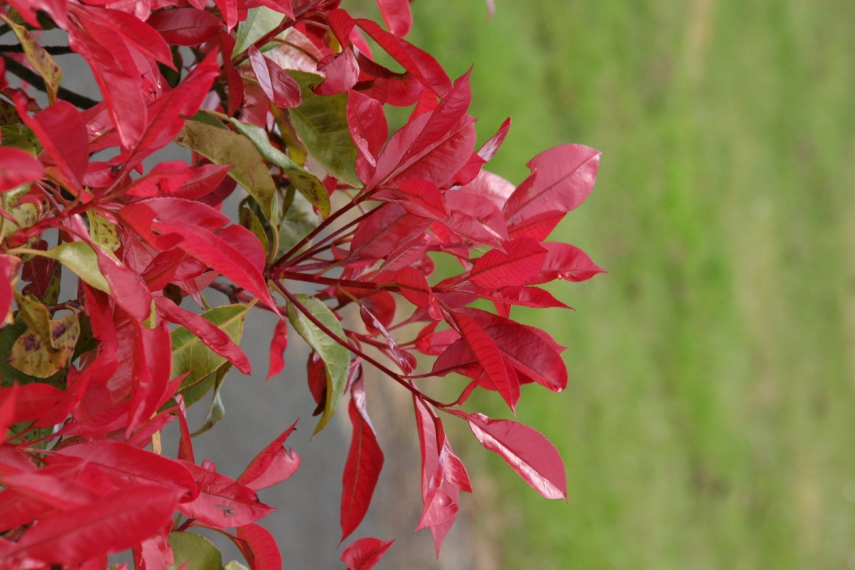 Photinia 'Carré Rouge'