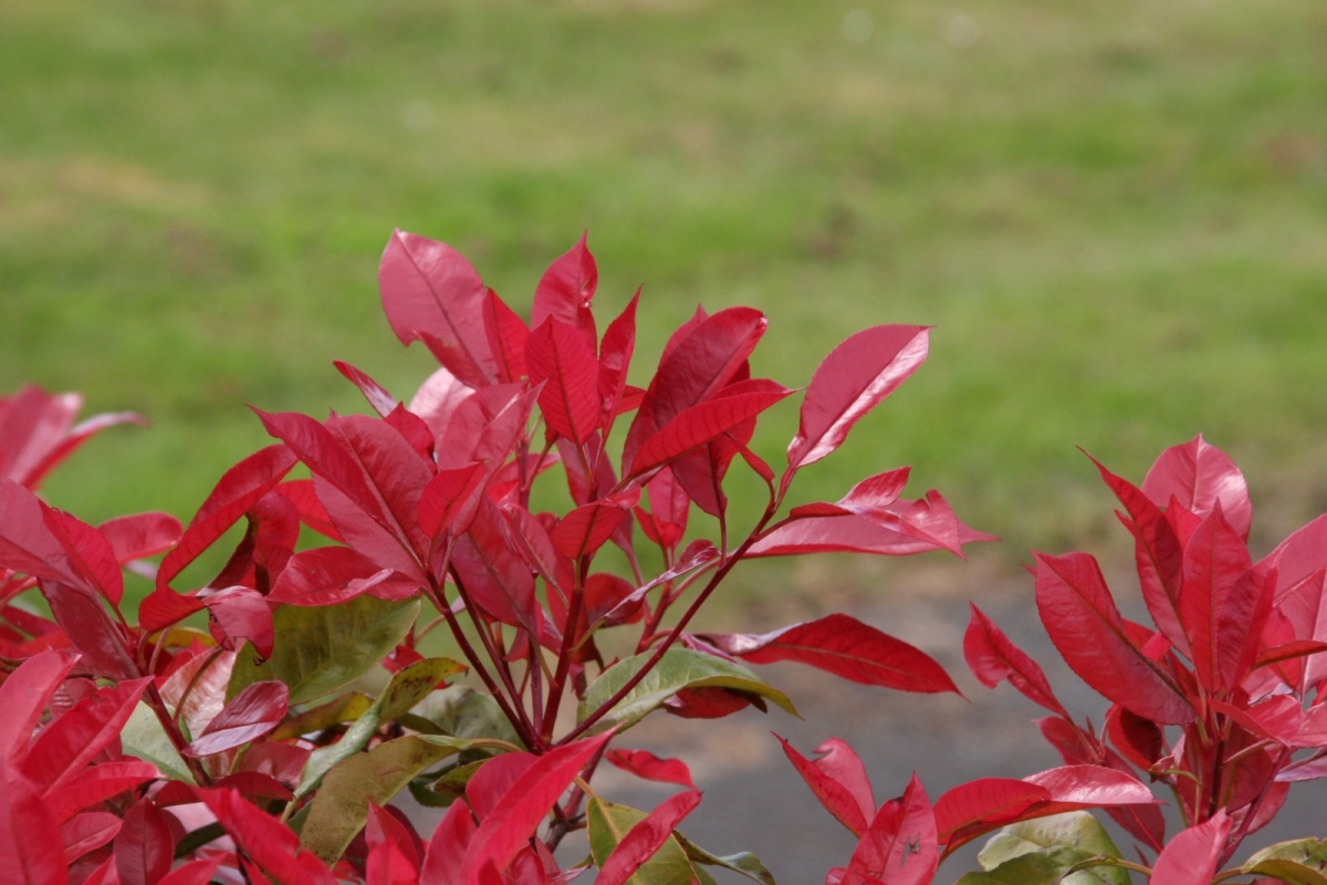 Photinia 'Carré Rouge'
