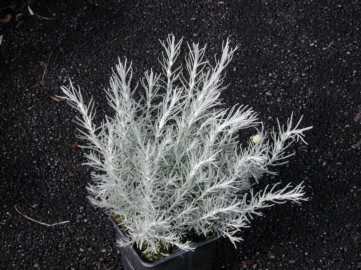 Immortelle d'Italie Serotinum