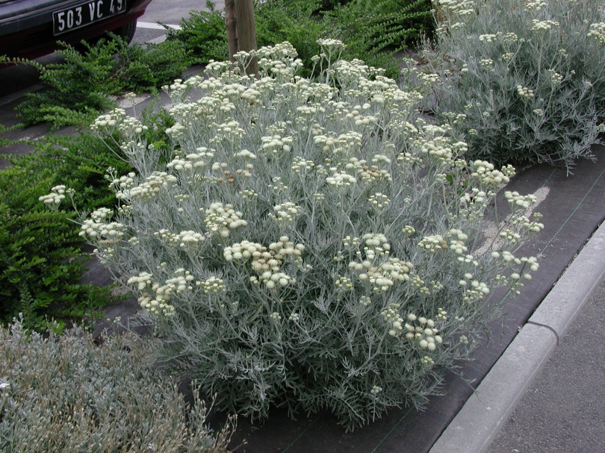 Immortelle d'Italie Serotinum