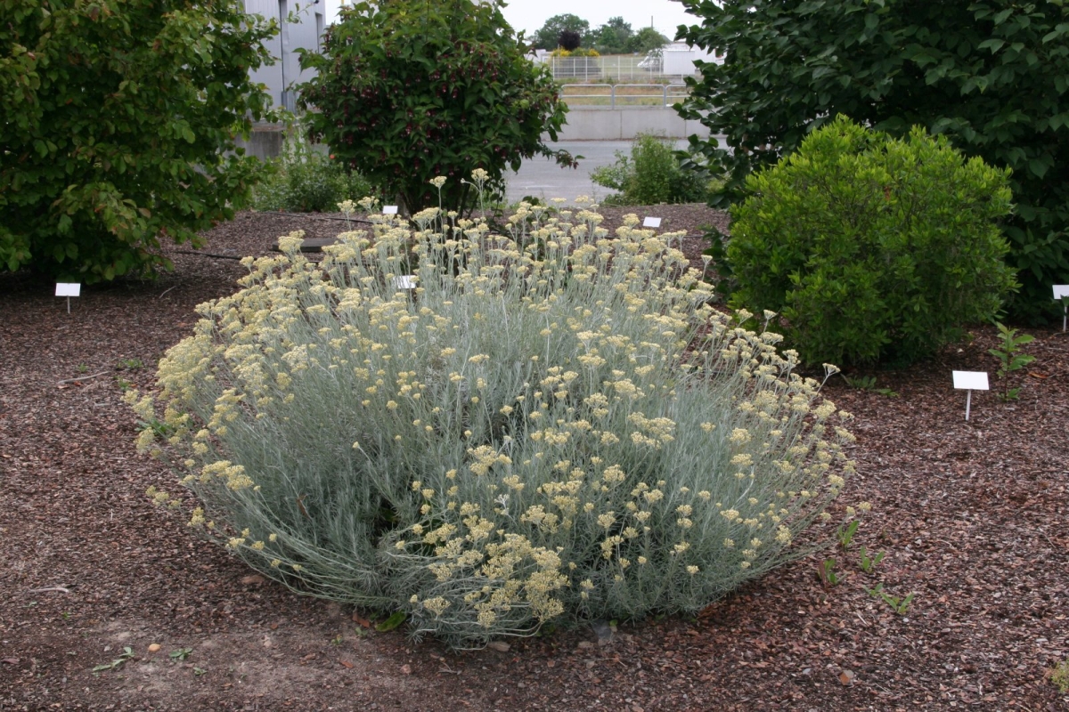 Immortelle d'Italie Serotinum