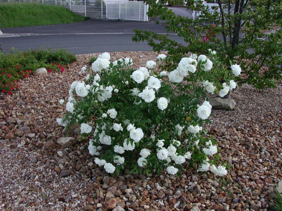 Rosier Iceberg