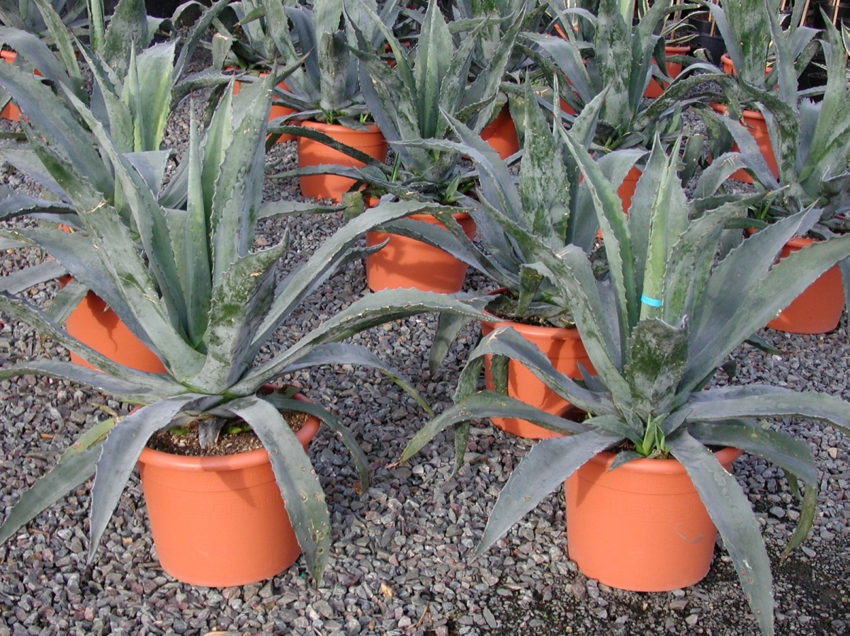 Agave d'Amérique