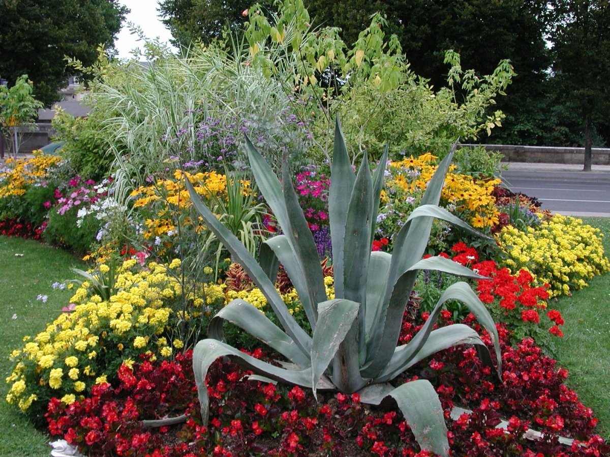 Agave d'Amérique