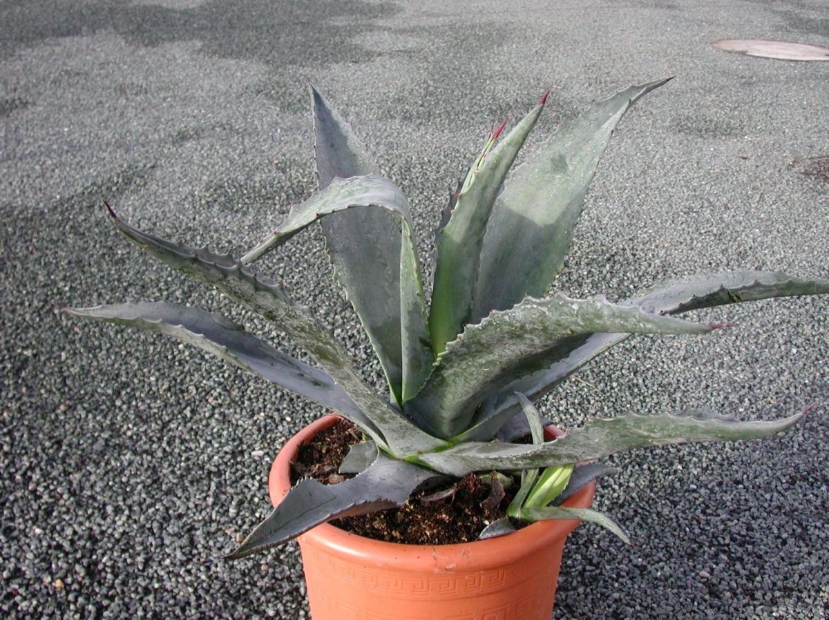 Agave d'Amérique