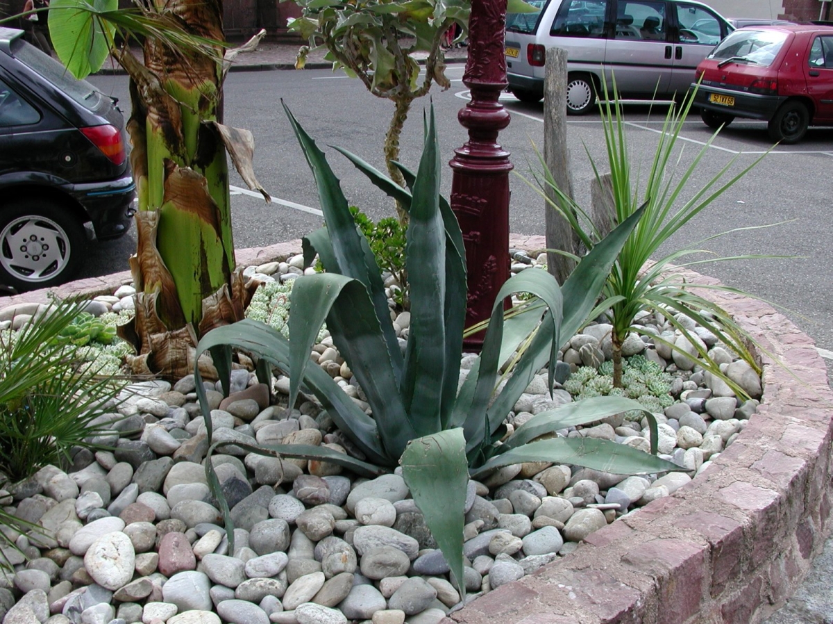 Agave d'Amérique