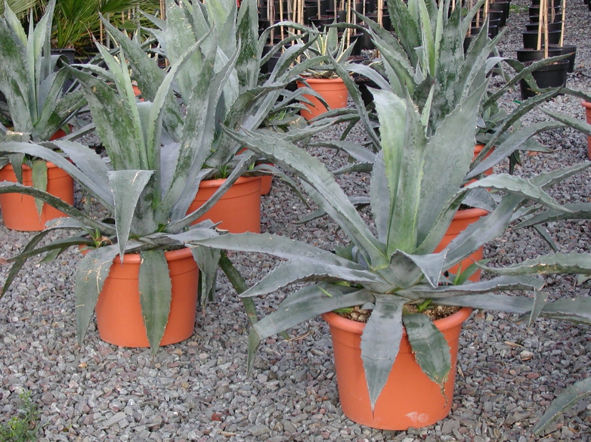 Agave d'Amérique