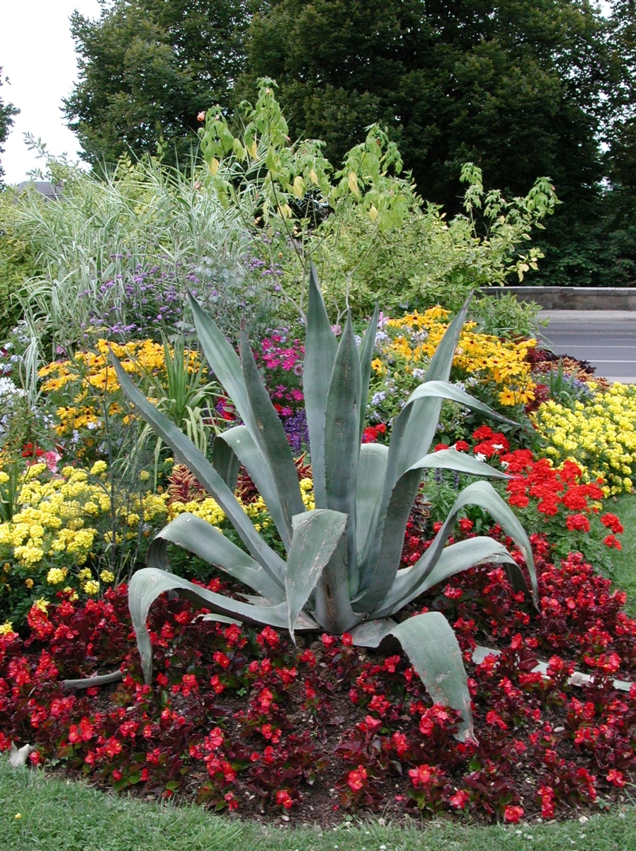 Agave d'Amérique