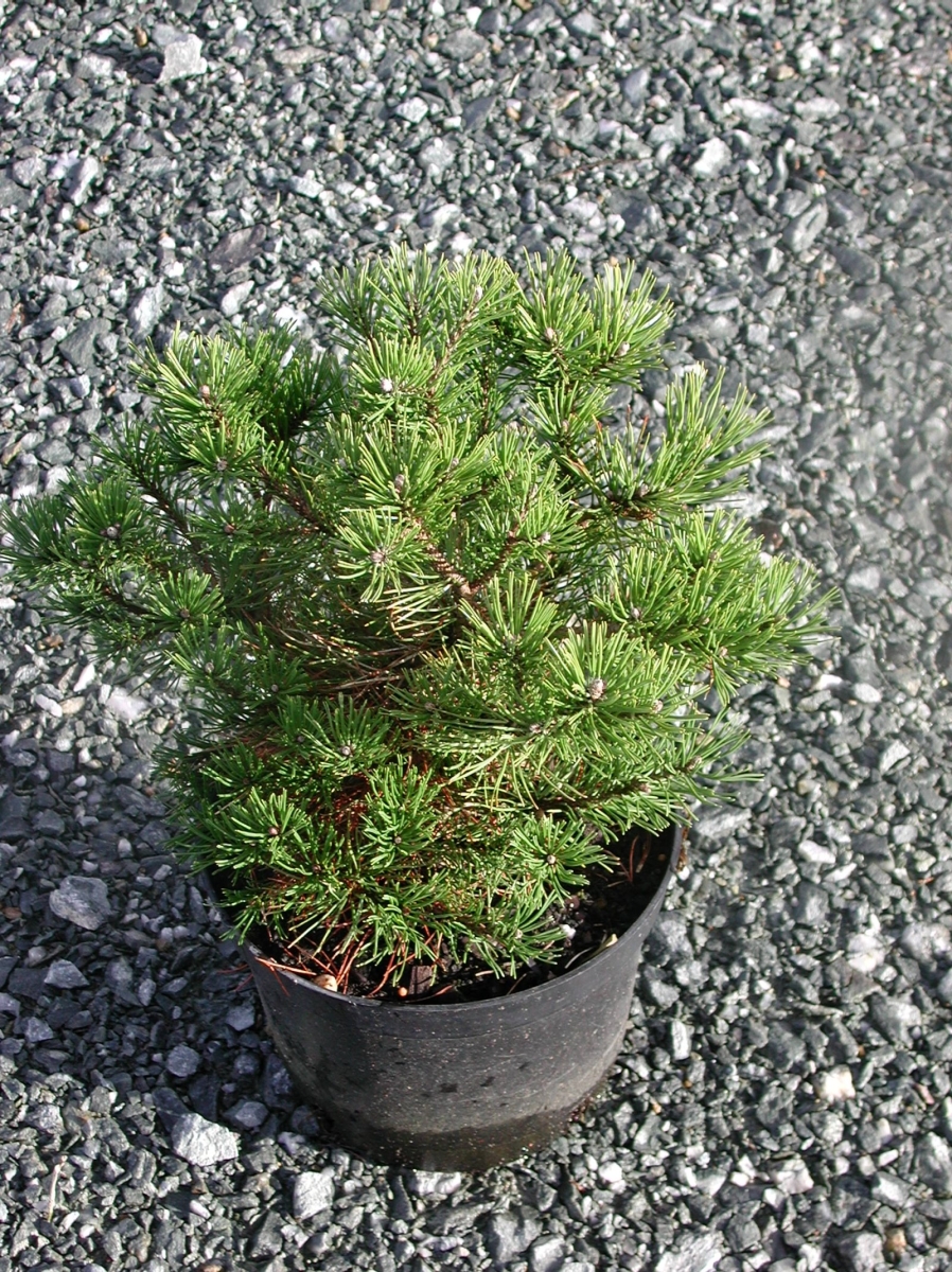 Pin de montagne Pumilio