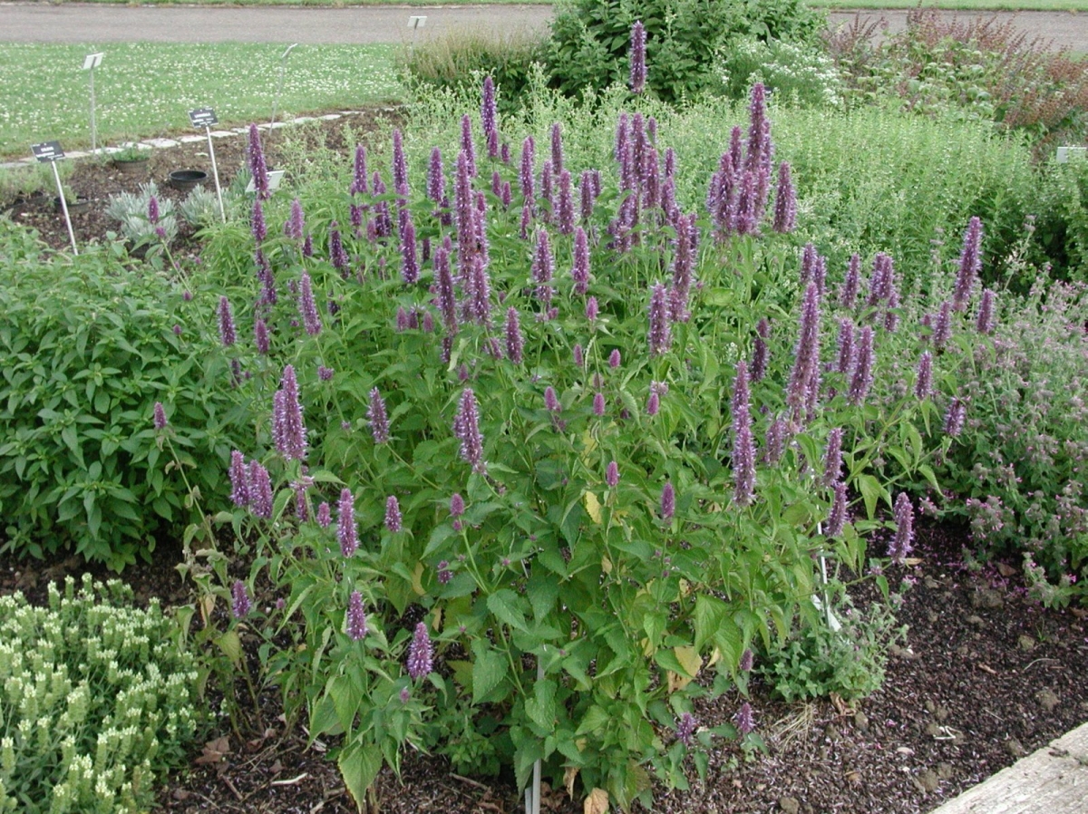 Agastache Blue Fortune