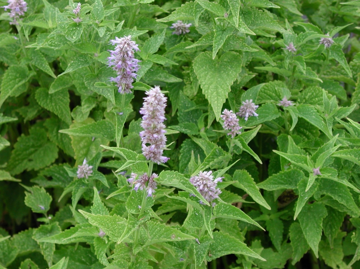 Agastache Blue Fortune