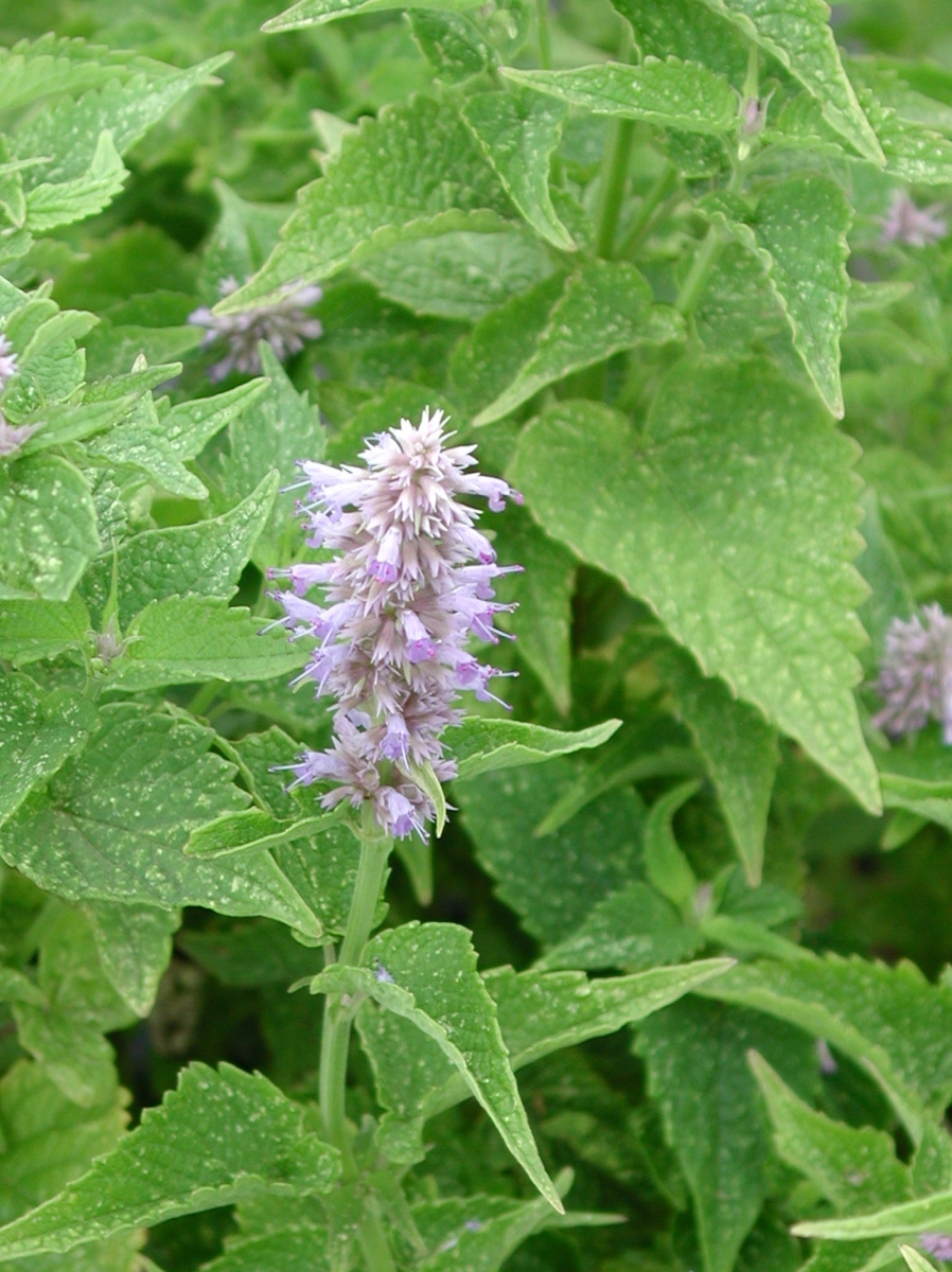 Agastache Blue Fortune