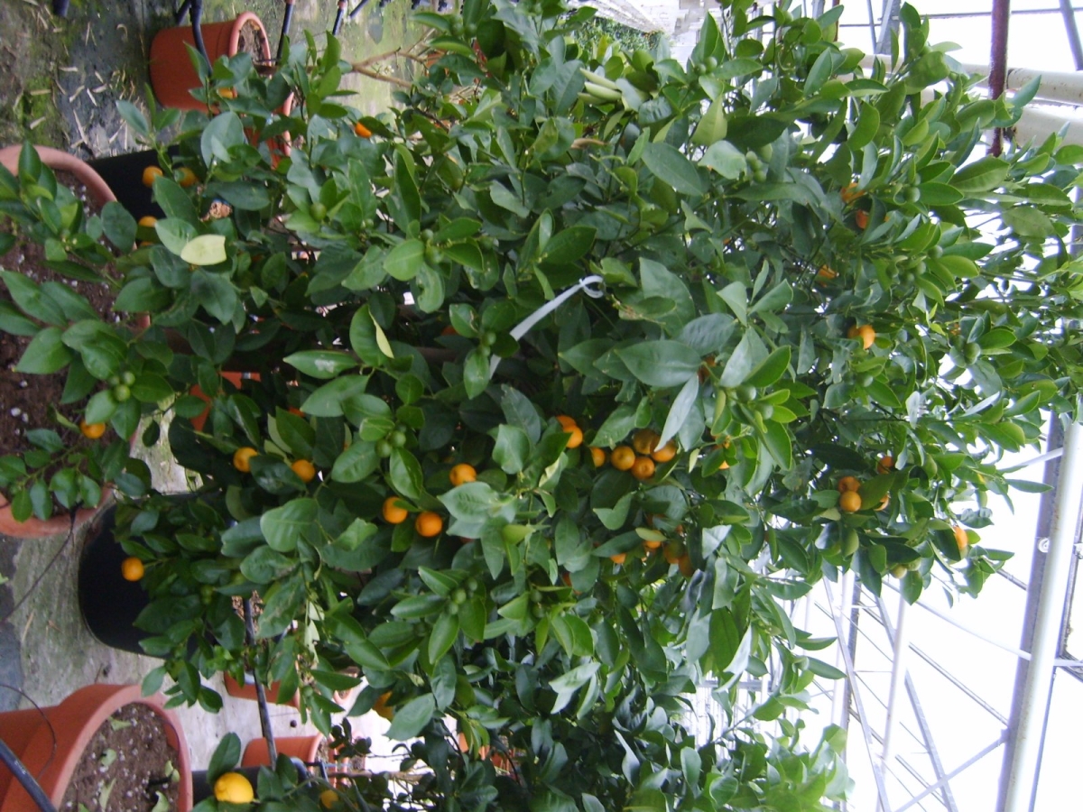 Citronnier vert 'Myrtifolia' greffé