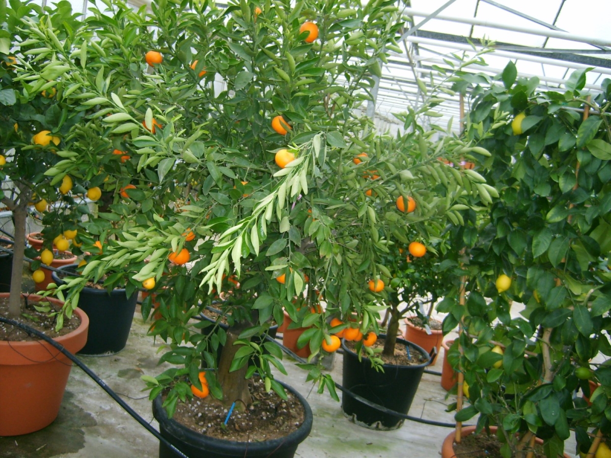 Citronnier vert 'Myrtifolia' greffé