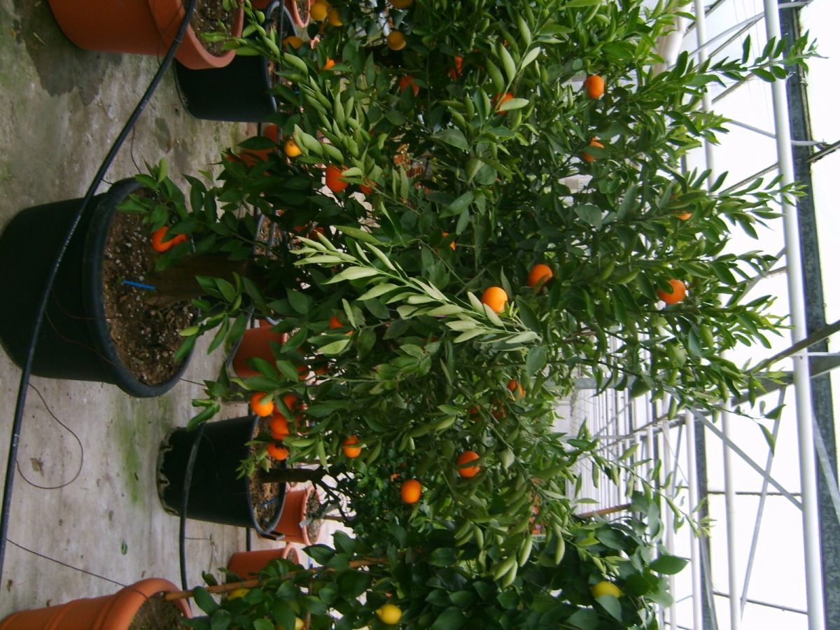 Citronnier vert 'Myrtifolia' greffé