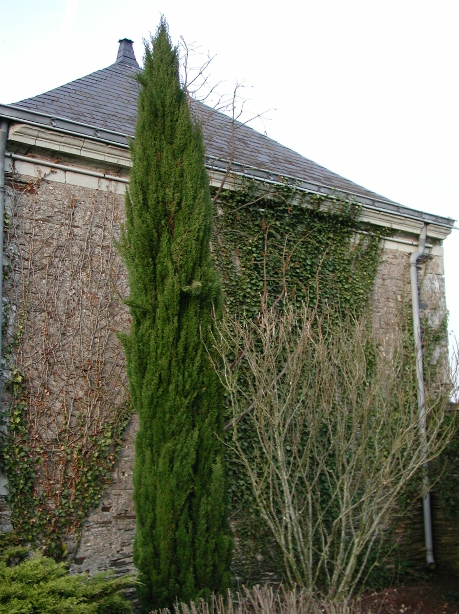 Cyprès de Provence Totem