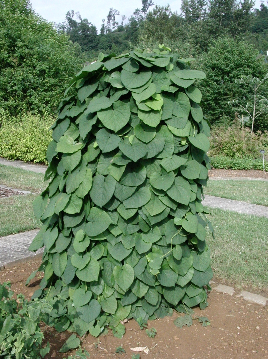 Aristoloche à grandes feuilles