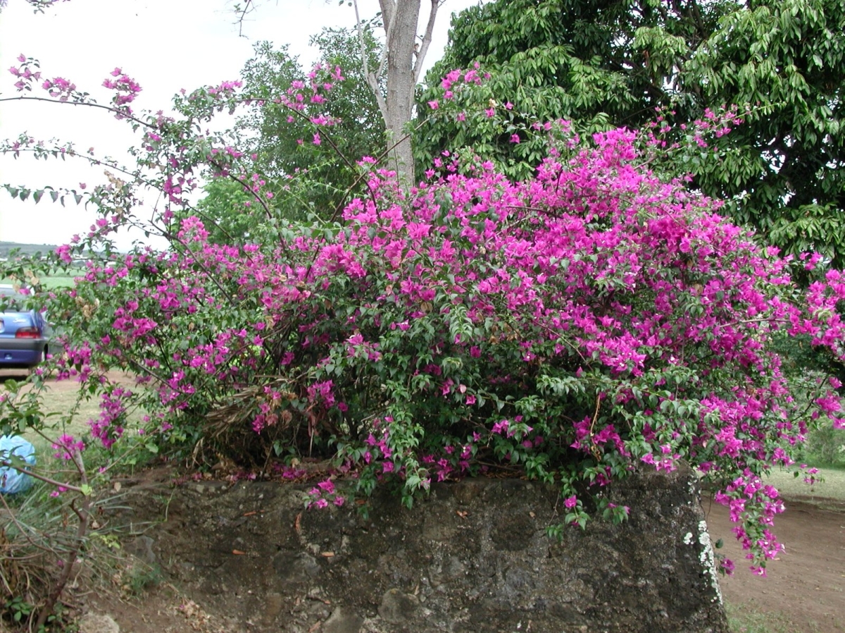 Bougainvillée Violet de Mèze