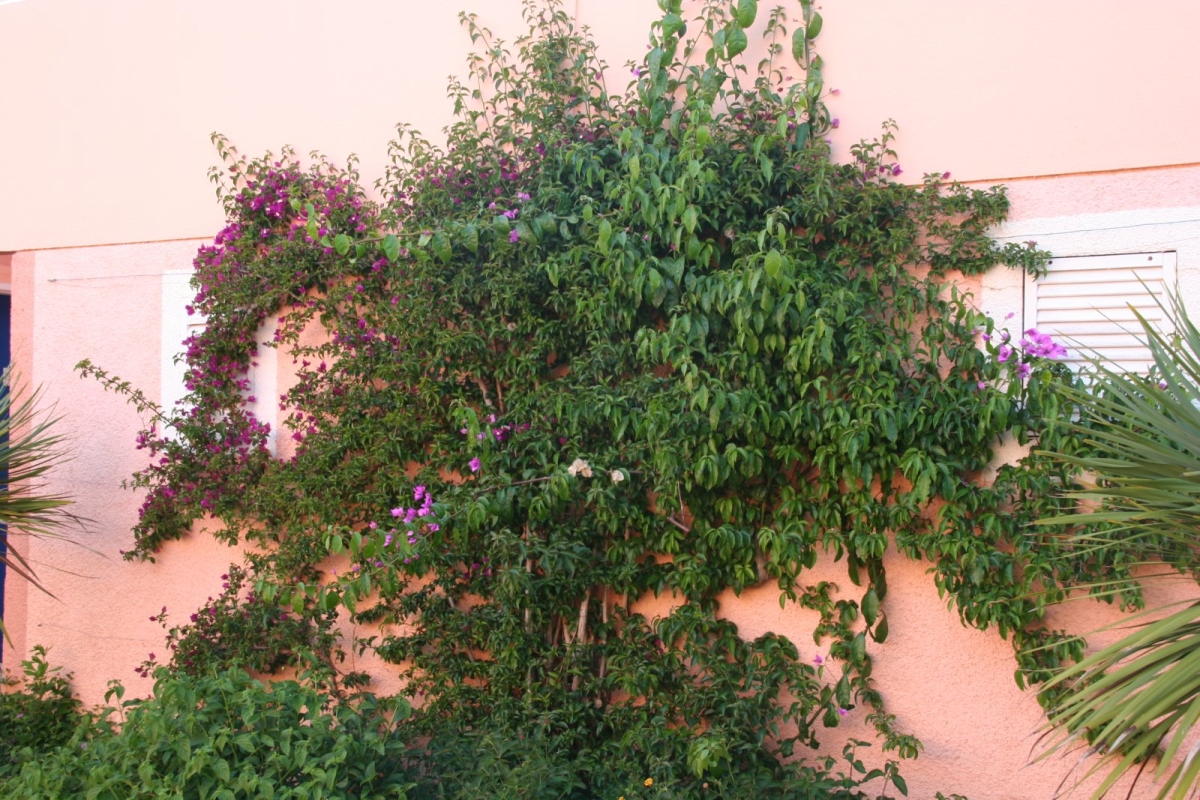 Bougainvillée Violet de Mèze