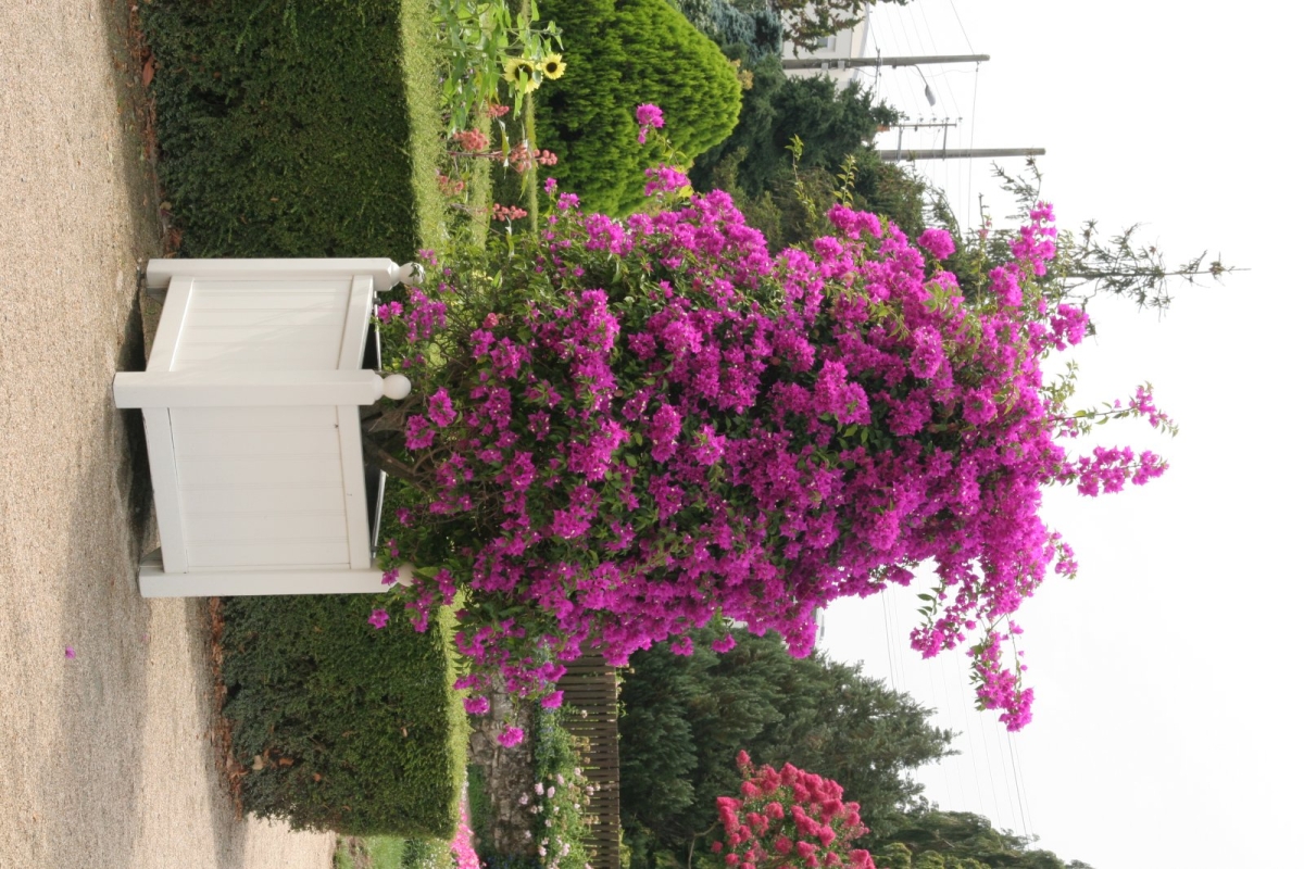 Bougainvillée Violet de Mèze