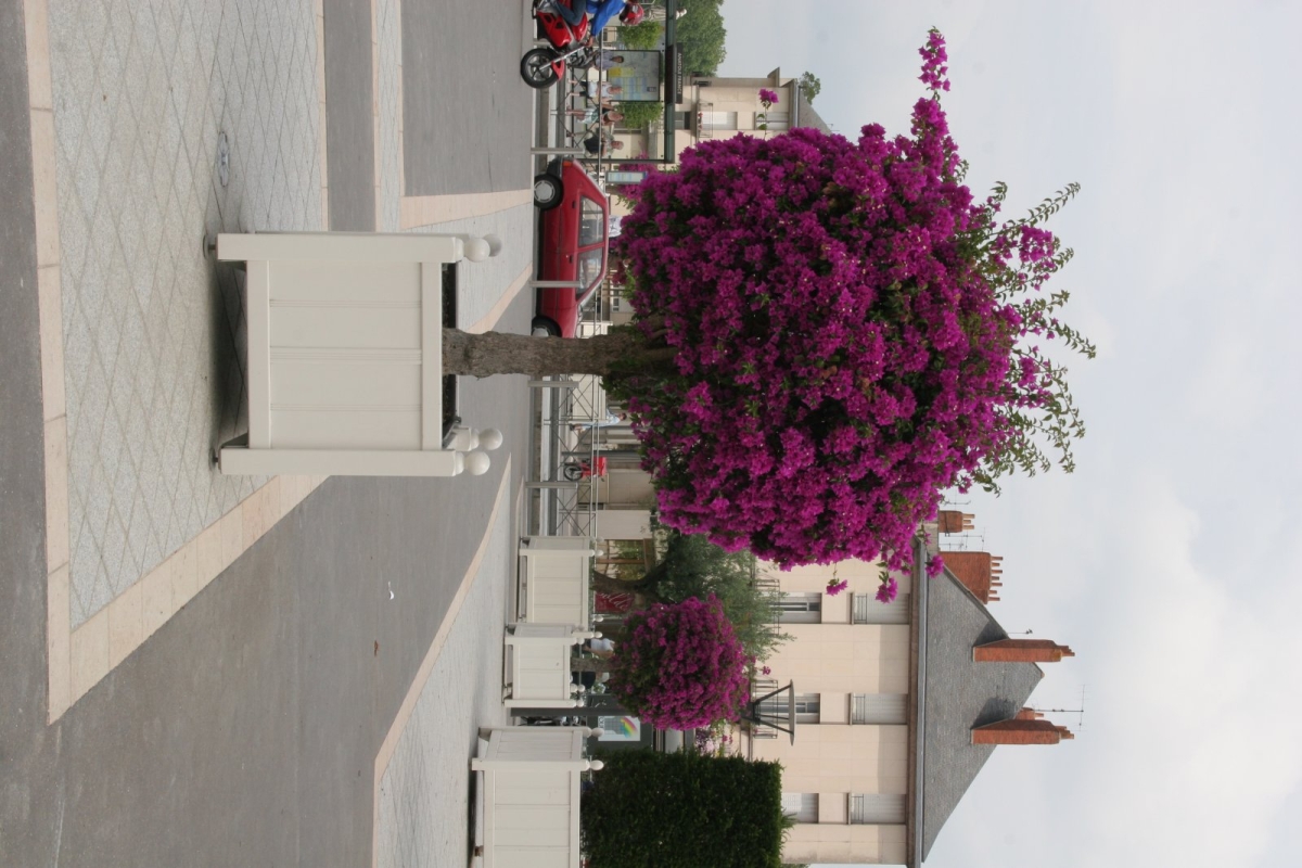 Bougainvillée Violet de Mèze