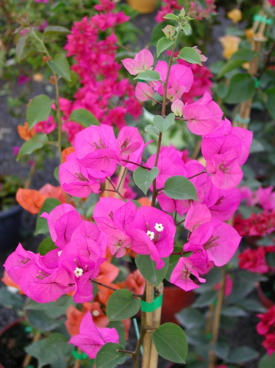 Bougainvillée Violet de Mèze