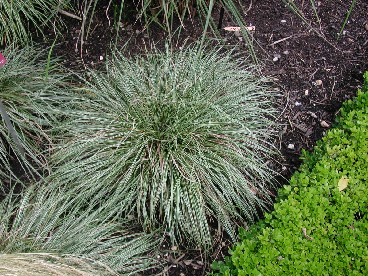 Carex Lady Sunshine