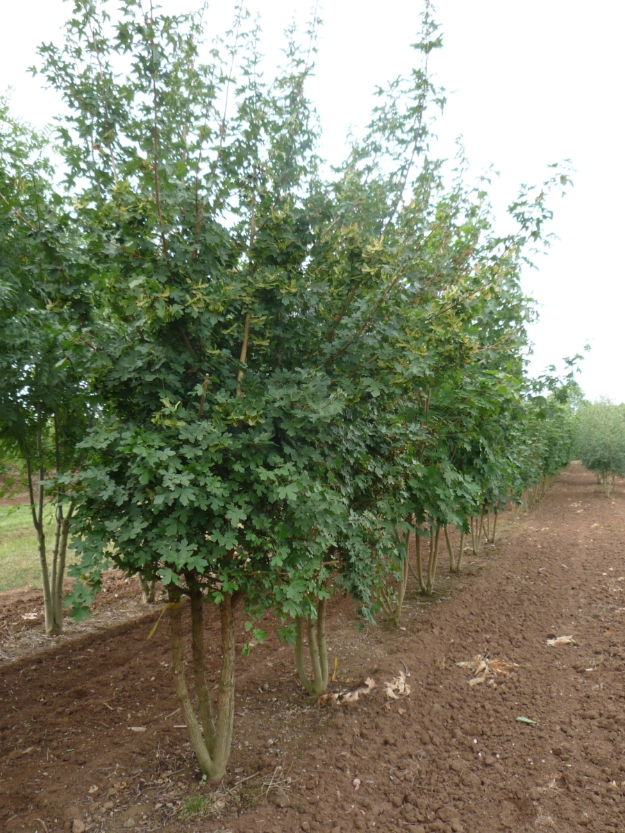 Érable champêtre