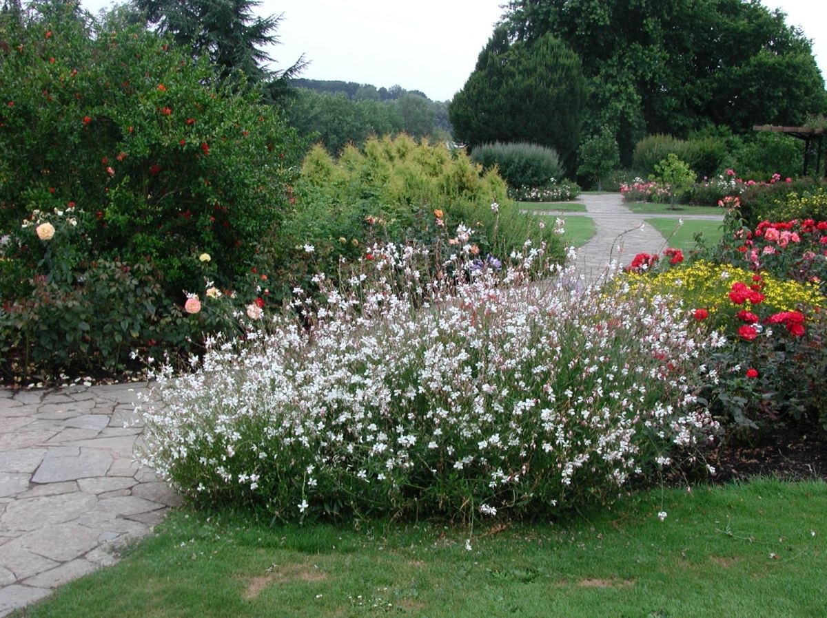 Gaura blanc Nova