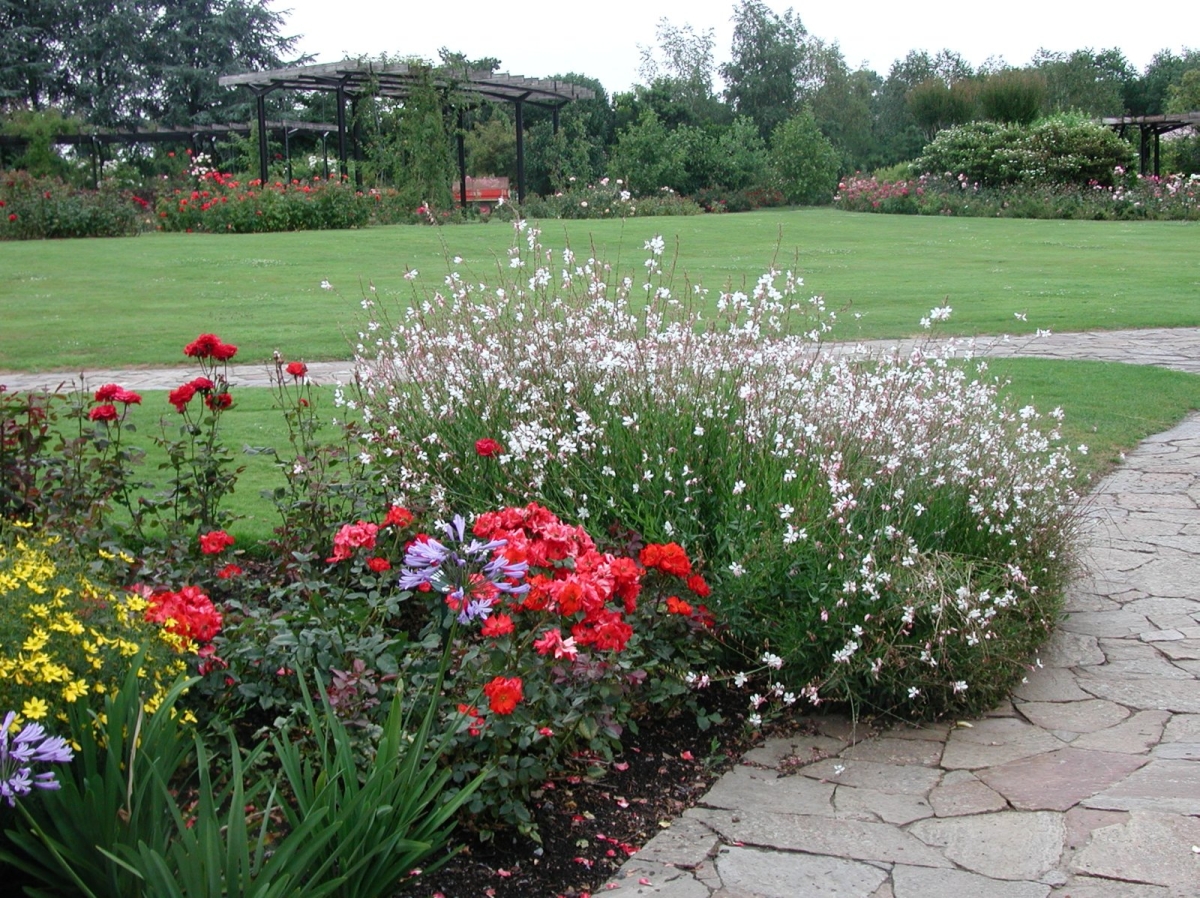 Gaura blanc Nova