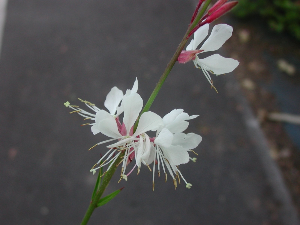 Gaura blanc Nova