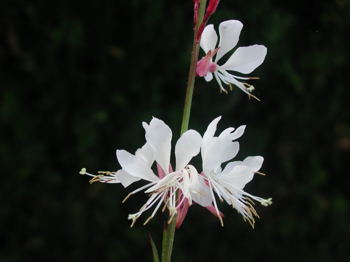 Gaura blanc Nova
