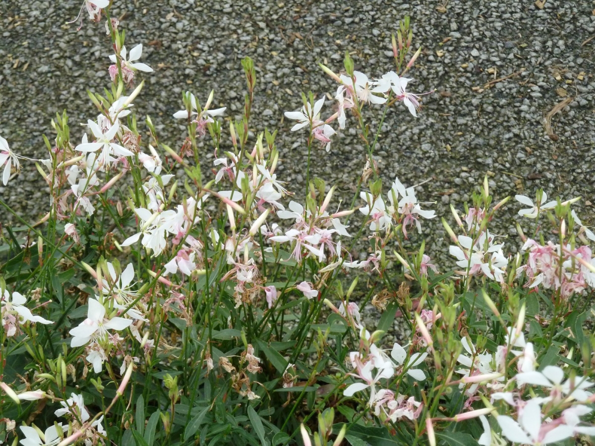Gaura blanc Nova