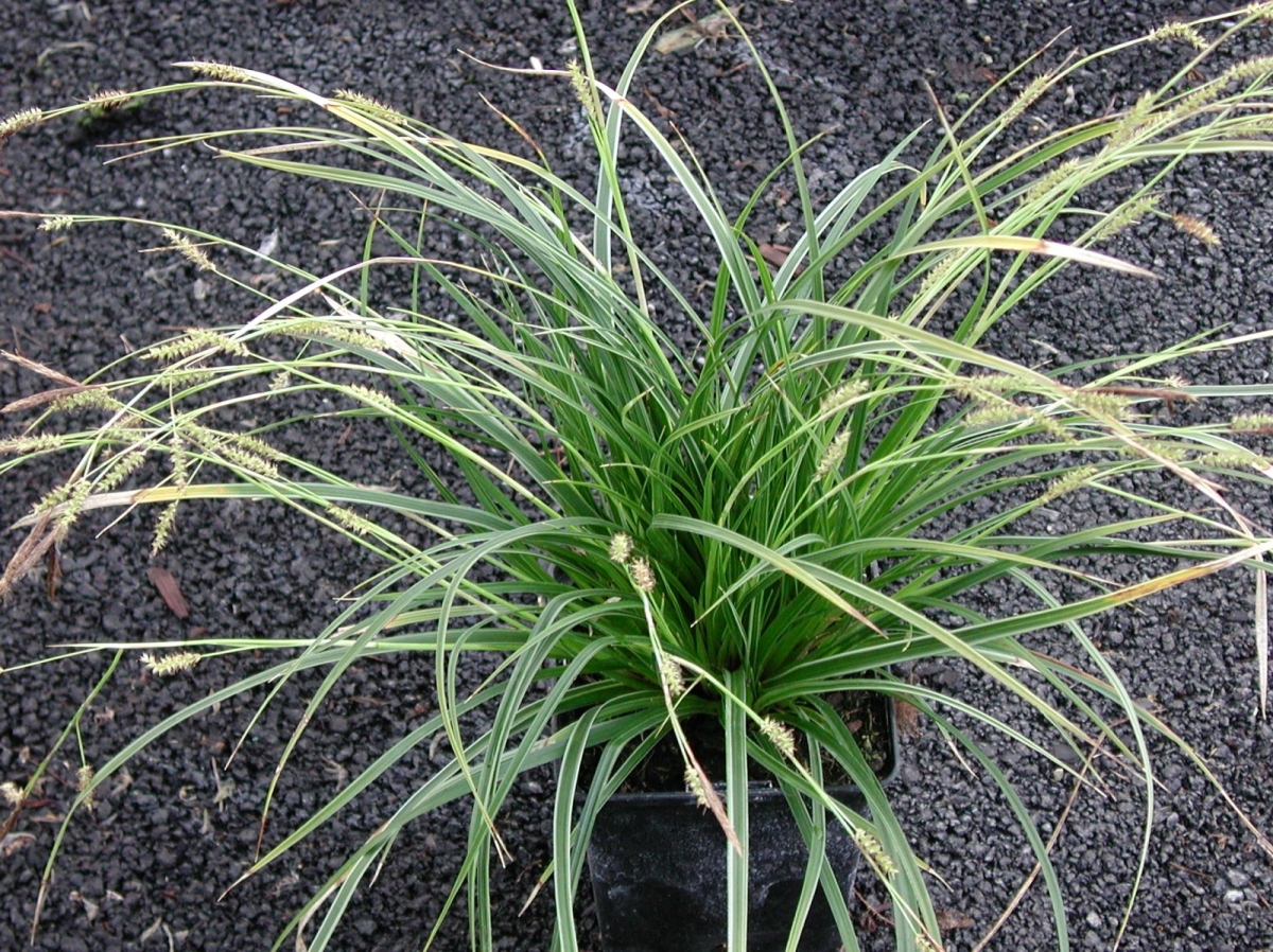 Carex Vanilla Ice
