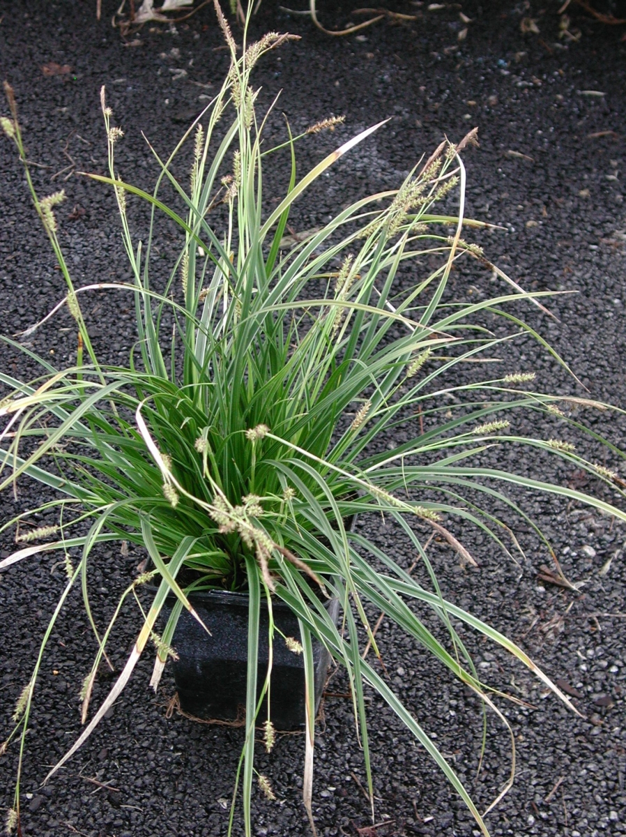 Carex Vanilla Ice