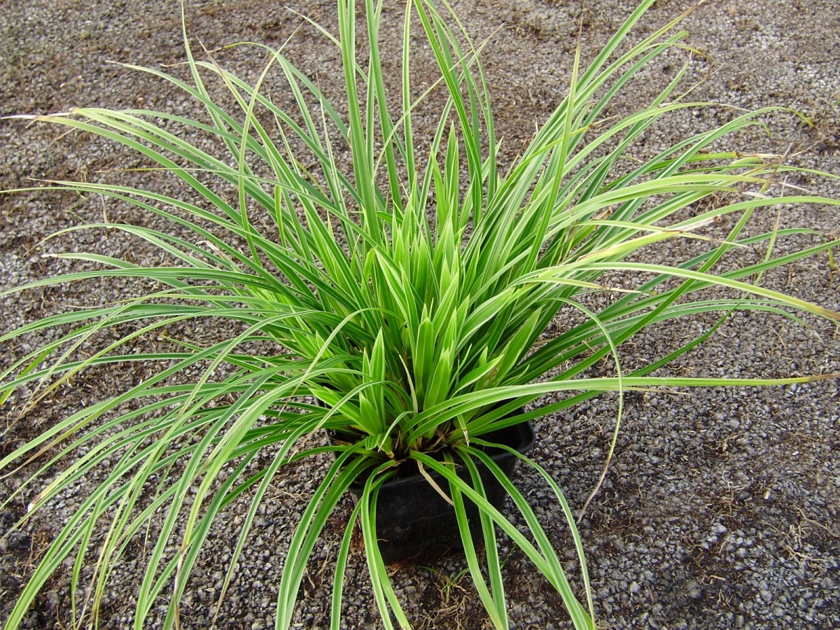 Carex Vanilla Ice