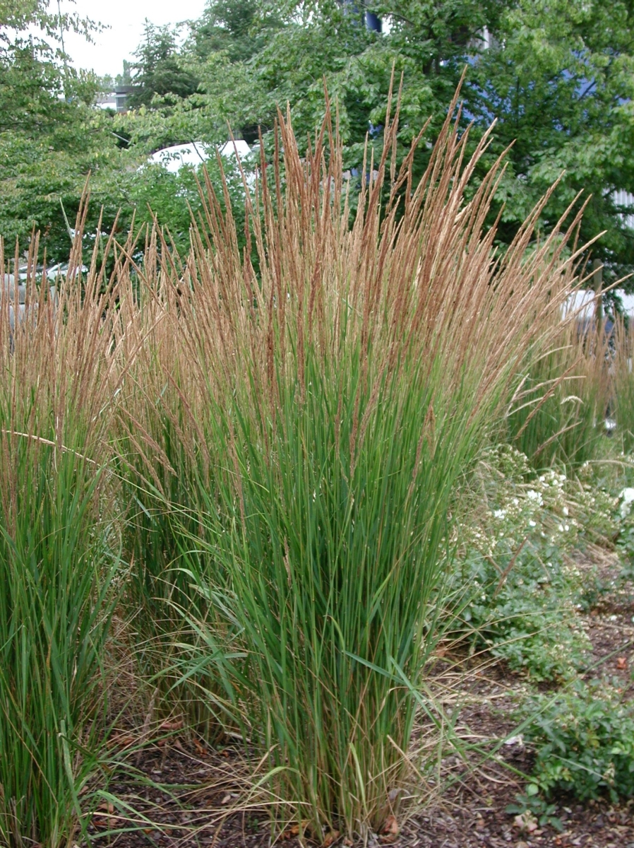 Calamagrostis 'Karl Foerster'