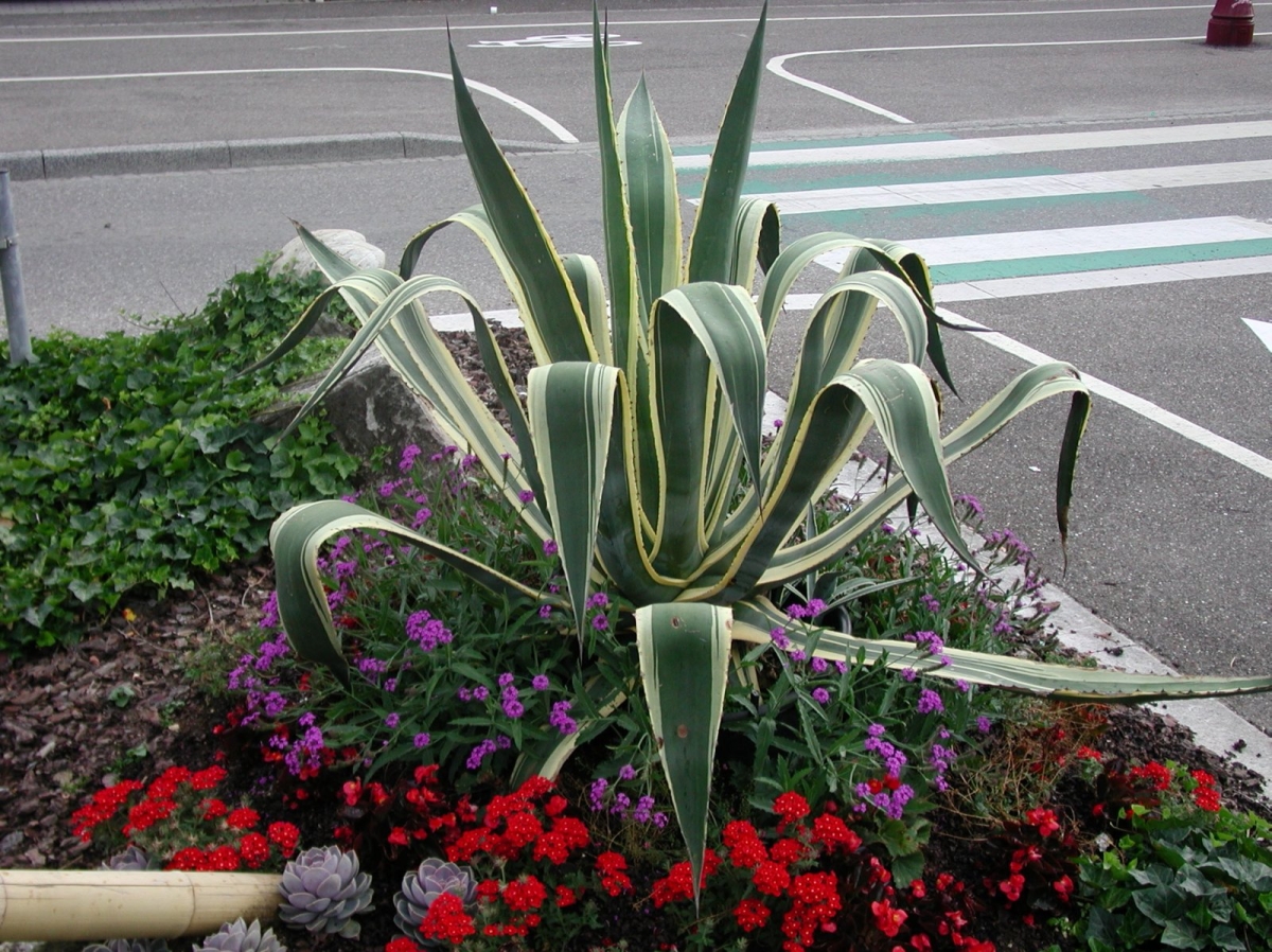 Agave panaché